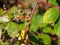 ON  BUSH HANGING UNRIPE AND RIPE RASPBERRIES