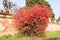 Bush hedge hedge flowers flowering red petals detail particular nature beautiful