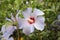 Bush with hibiscus blossoms with raindrops