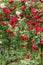 A bush of high roses woven red in the garden. A wall of plants. Gardening and breeding of rose varieties.