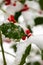 A bush of holly covered in snow, giving a serene setting due to the color combination of red and green with the pure white.