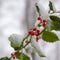 A bush of holly covered in snow, giving a serene setting due to the color combination of red and green with the pure white.