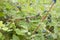 Bush of honeysuckle with ripe berry