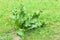 Bush of horseradish in the garden. Armoracia rusticana