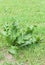 Bush of horseradish in the garden. Armoracia rusticana