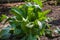 Bush of horseradish in the garden. Armoracia rusticana