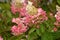 Bush of hydrangea pinky winky flowers in a garden