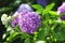 A bush of hydrangeas. beautiful floral background