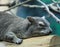 Bush Hyrax Or Heterohyrax Brucei At The Edmonton Valley Zoo