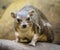 Bush Hyrax Heterohyrax brucei portrait with rocks background