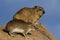 Bush hyrax and rock hyrax, Serengeti