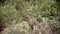 A bush hyrax sitting on rock between bushes.