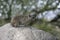 Bush hyrax or Yellow-spotted rock dassie, Heterohyrax brucei