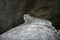 Bush hyrax or Yellow-spotted rock dassie, Heterohyrax brucei