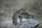Bush hyrax or Yellow-spotted rock dassie, Heterohyrax brucei