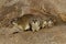 Bush hyraxes, Serengeti