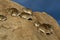 Bush hyraxes, Serengeti