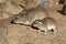 Bush hyraxes sunbathing in early morning, Tanzania