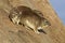 Bush hyraxes sunbathing in early morning, Tanzania