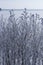 Bush ice covered on blurred natural background. Hoarfrost on dried flowers in backlight at sunny day. Close up