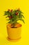 Bush of indoor decorative pepper on a yellow background