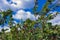 Bush with inedible berries against of blue sky. The freshness of spring or summer day