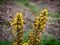 A bush with inflorescences of beautiful yellow flowers, a plant. Ulex commonly known as gorse, furze, or whin is a genus of