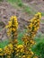 A bush, inflorescences of beautiful yellow flowers, a plant. Ulex commonly known as gorse, furze, or whin is a genus of flowering