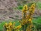 A bush, inflorescences of yellow flowers, a plant. Ulex commonly known as gorse, furze, or whin is a genus of flowering plants in