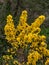 A bush, inflorescences of yellow flowers, a plant. Ulex known as gorse, furze, or whin, flowering plants in the family Fabaceae