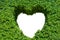 Bush with isolated hole in the form of a heart. Love Concept.