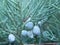 Bush of juniper with unripe cones berries close-up