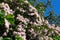 Bush of Kolkwitzia amabilis with the blooming flowers