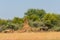 Bush landscape with a large termite mound, Namibia