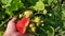 A bush of a large-fruited variety of strawberries Great Britain, the berries of which are held by a woman`s hand.