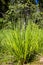 A bush of large grass on the edge of the forest.