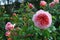 Bush with large peony roses close-up