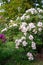 Bush Large white flowers of tree peonies in spring close-up. Soft selective focus