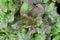 Bush lettuce with iodine - green and purple flowers with dew drops.