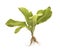 Bush of lettuce with roots on white background