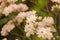 Bush of light pink climbing roses. Delicate floral light pink background. Branch of curly rose