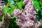 Bush of light white and pink terry lilac, a cluster of flowers in full bloom