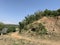 Bush like vegetation near Chenab river in akhnoorandplains of Jammu near India Pakistan border