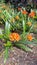 Bush Lily Clivia miniata in bloom