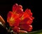 Bush lily, Clivia miniata flower closeup.