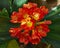 Bush lily (Clivia miniata) flower closeup