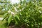 Bush of Lonicera maackii in full bloom in May