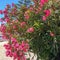 Bush with lots of pink flowers