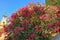 Bush with lots of pink flowers