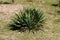 Bush made of Yucca perennial tree plant with partially dried leaves growing in local garden surrounded with grass and other plants